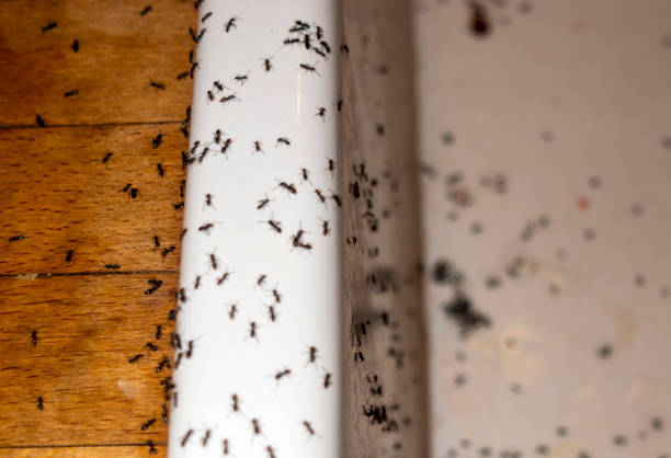 Best Best Pest Control Companies  in Lucedale, MS